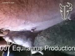 With a hefty hog, a wanty dude exposes his ass for sex.